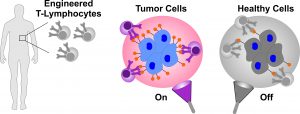 Engineered T cells_2