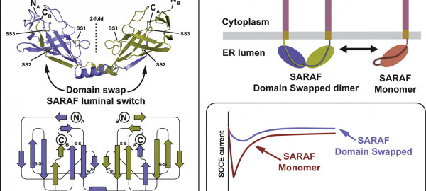 Structure of the luminal region of SARAF